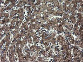 DOK7 Antibody (clone OTI1A9)