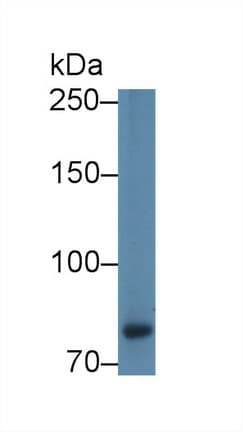 CAPN9 / Calpain 9 Antibody