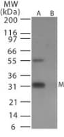 Polyclonal Rabbit anti-Influenza Virus Influenza A H9N2 M1 Antibody (aa212-225, WB)