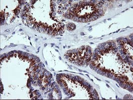 KLK8 / Kallikrein 8 Antibody (clone OTI6D5)