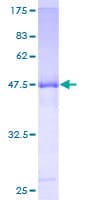 Human IDI2 Protein (Recombinant GST)
