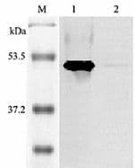 IHC-plus™ IDO1 / IDO Antibody