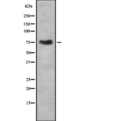 p84 / THOC1 Antibody