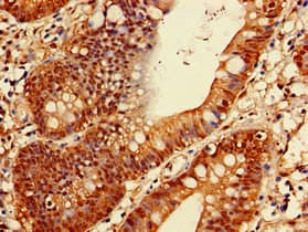 PSMA1 Antibody