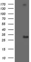 Monoclonal Mouse anti-Human RFXANK Antibody (clone OTI2B6, IHC, IF, WB)