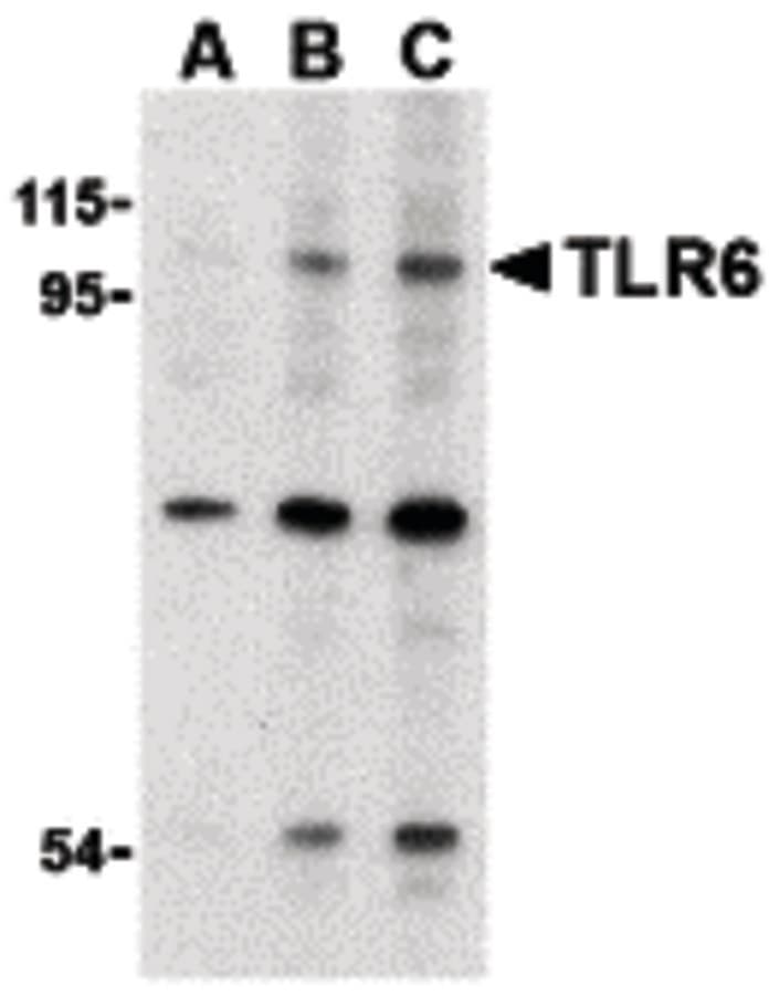 IHC-plus™ TLR6 Antibody