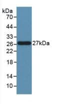 FASLG / Fas Ligand Antibody (aa103-281, PE)
