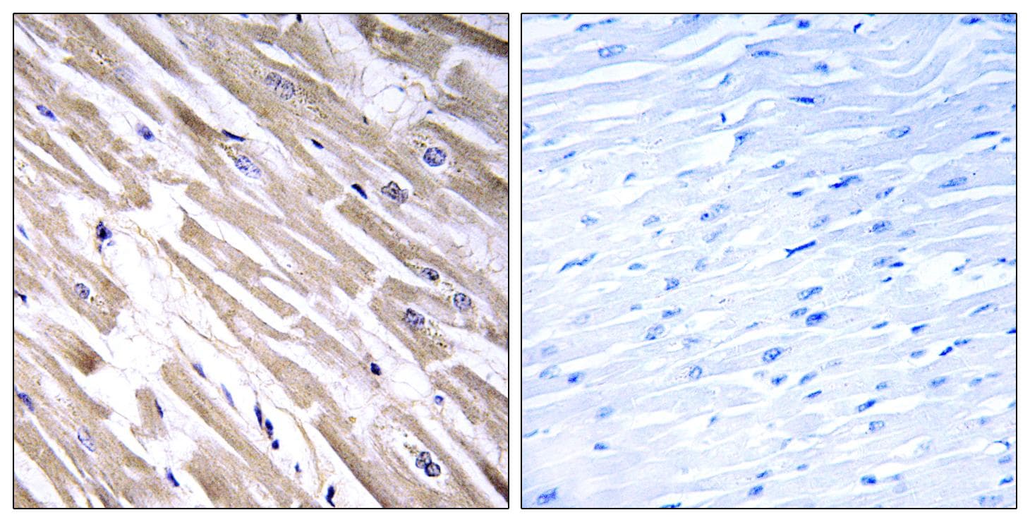FGF18 Antibody