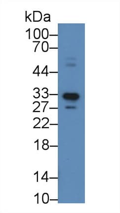 APOF / Apolipoprotein F Antibody (aa122-307)