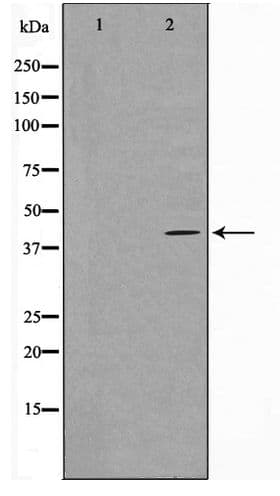 GNAZ Antibody