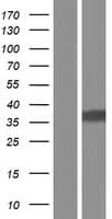 GAS2L1 Protein (Over-Expression Lysate Myc-DDK (Flag))
