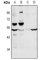FOXD4 Antibody