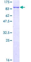 Human G3BP1 / G3BP Protein (Recombinant GST)