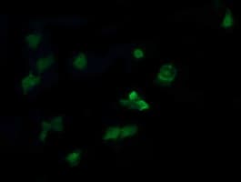 MAP2K3 / MEK3 / MKK3 Antibody (clone OTI5F2)
