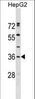 ERP27 Antibody (aa246-272)