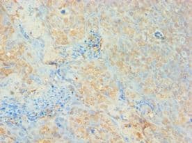 AUH Antibody (aa68-339)