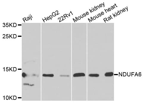 NDUFA6 Antibody