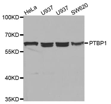 IHC-plus™ PTBP1 Antibody