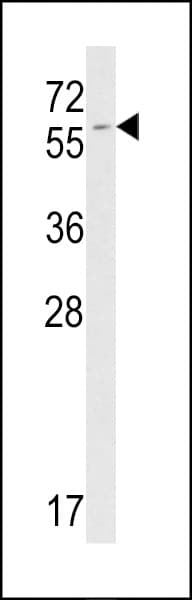 FKBP9 Antibody (aa541-570)