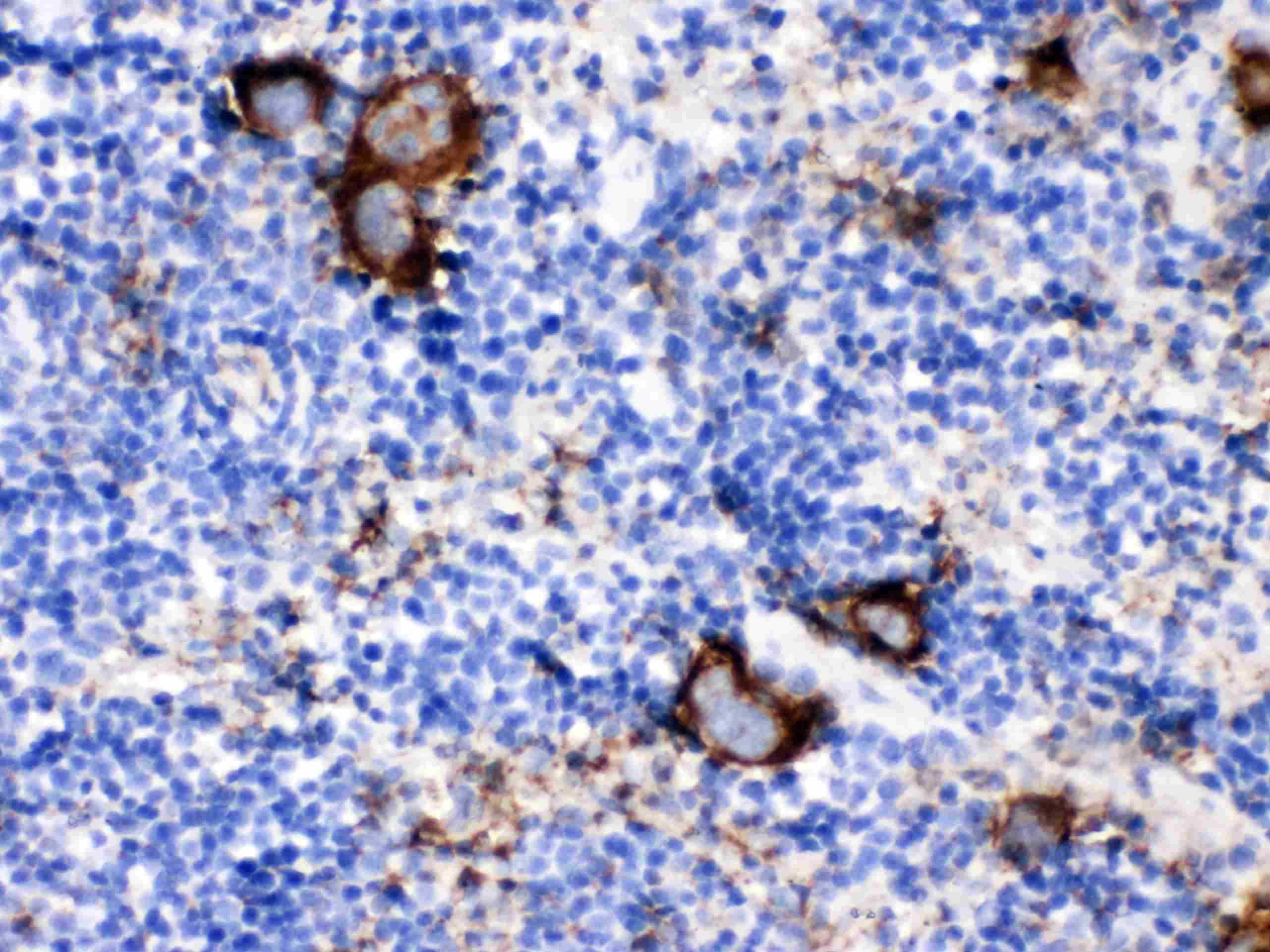 Polyclonal Rabbit anti-Mouse CD9 Antibody (IHC, WB)
