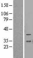 BCL2L12 Protein (Over-Expression Lysate Myc-DDK (Flag))