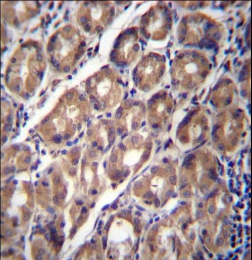PCDHA12 Antibody (aa166-194)