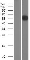 RANBP3 Protein (Over-Expression Lysate Myc-DDK (Flag))