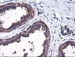 HMOX2 / Heme Oxygenase 2 Antibody (clone OTI1C2)
