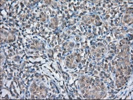 TS / Thromboxane Synthase Antibody (clone OTI1H9, Carrier-free)