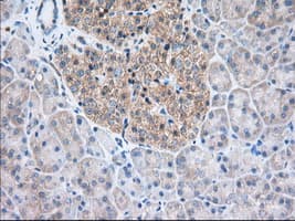 TTC32 Antibody (clone OTI1F7)
