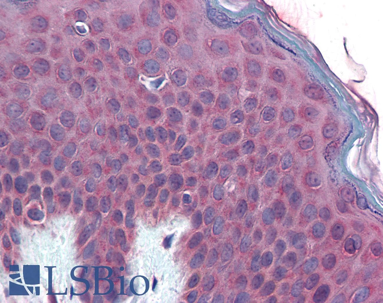 IHC-plus™ Polyclonal Rabbit anti-Human TM9SF3 Antibody (Internal, IHC)
