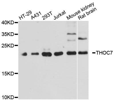 THOC7 Antibody