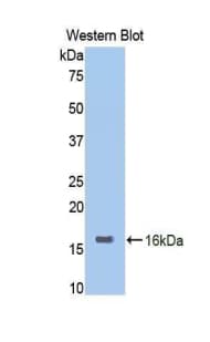 AOC1 Antibody (aa335-453)
