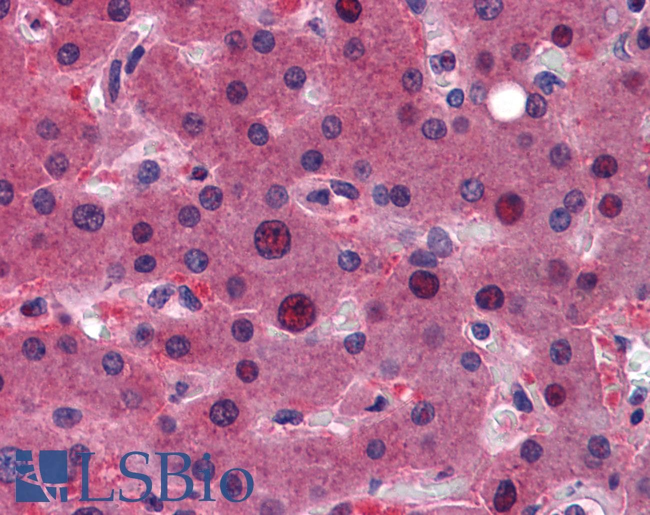 Polyclonal Rabbit anti-Human ZFAND6 Antibody (C-Terminus, IHC, WB)