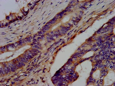 BRAP2 Antibody