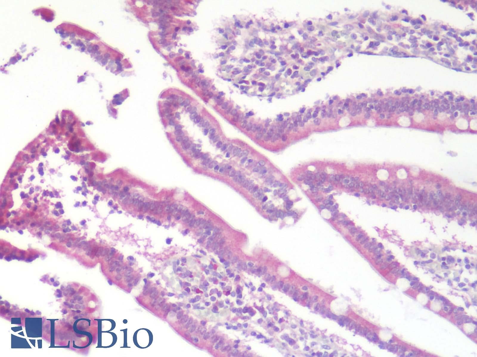 IHC-plus™ CCR9 / CD199 Antibody (Extracellular Domain)