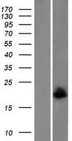 MAGOH Protein (Over-Expression Lysate Myc-DDK (Flag))