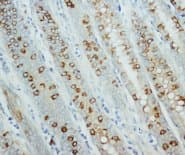 AMD / AMD1 Antibody (C-Terminus)