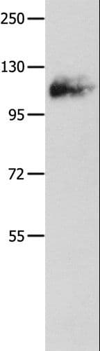 AMPH / Amphiphysin Antibody