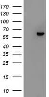 FRK Antibody (clone OTI3E2)