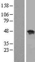 RBMS1 Protein (Over-Expression Lysate Myc-DDK (Flag))