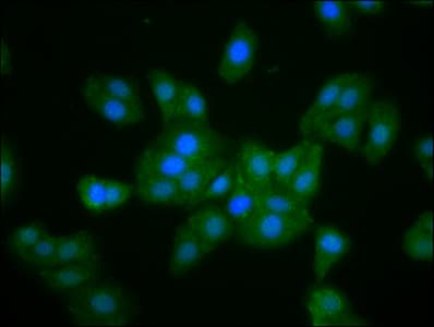 MKLN1 / Muskelin Antibody