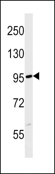 FBXL19 Antibody (aa543-570)