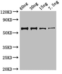 JUNV Nucleoprotein Antibody
