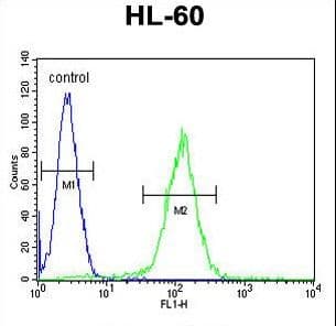 Polyclonal Rabbit anti-Human OR10J5 Antibody (aa243-270, WB)
