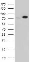 Monoclonal Mouse anti-Human SNX9 / WISP Antibody (clone OTI2B5, IHC, IF, WB)