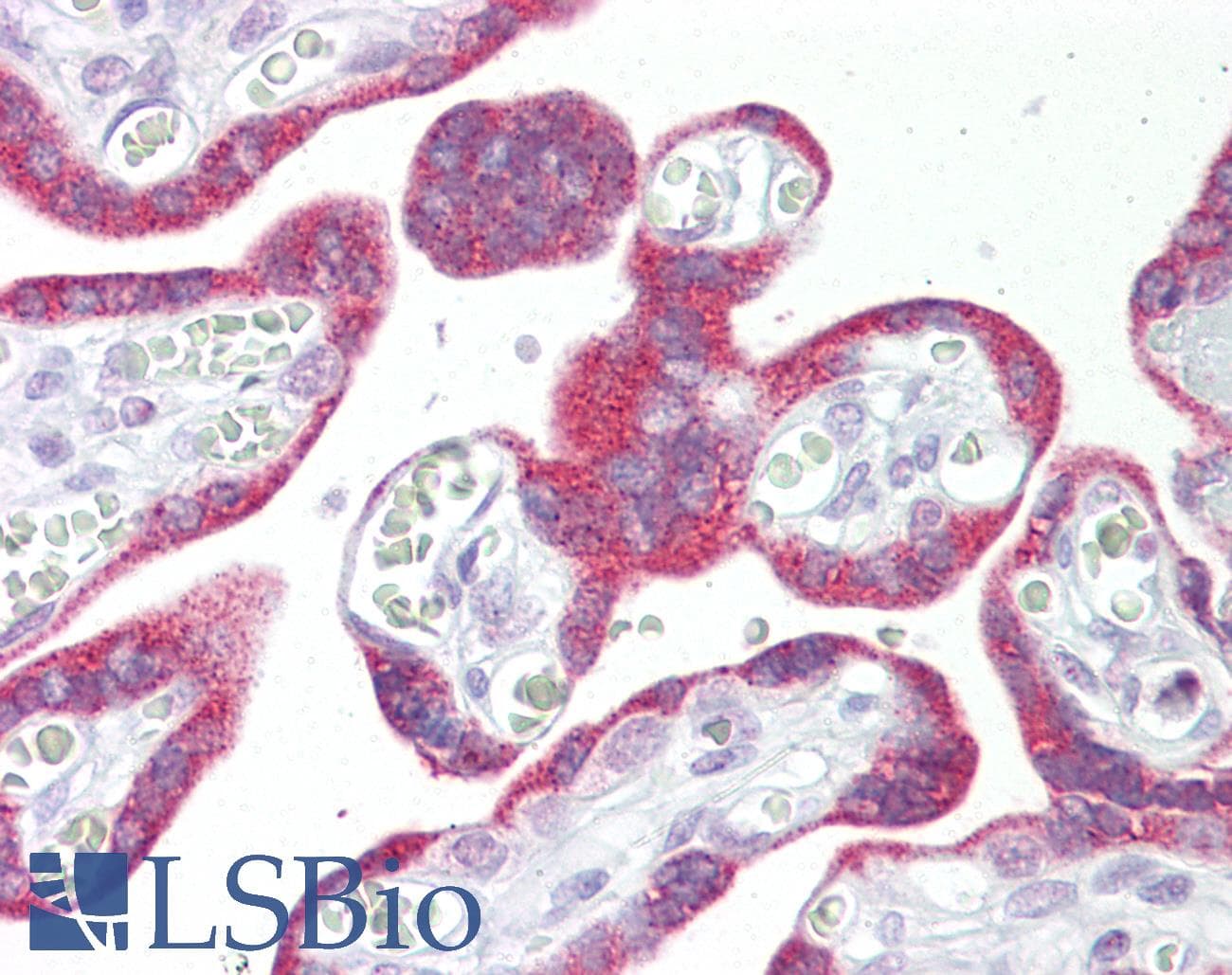 IHC-plus™ MSI2 Antibody