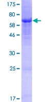 Human OLFML3 Protein (Recombinant GST)