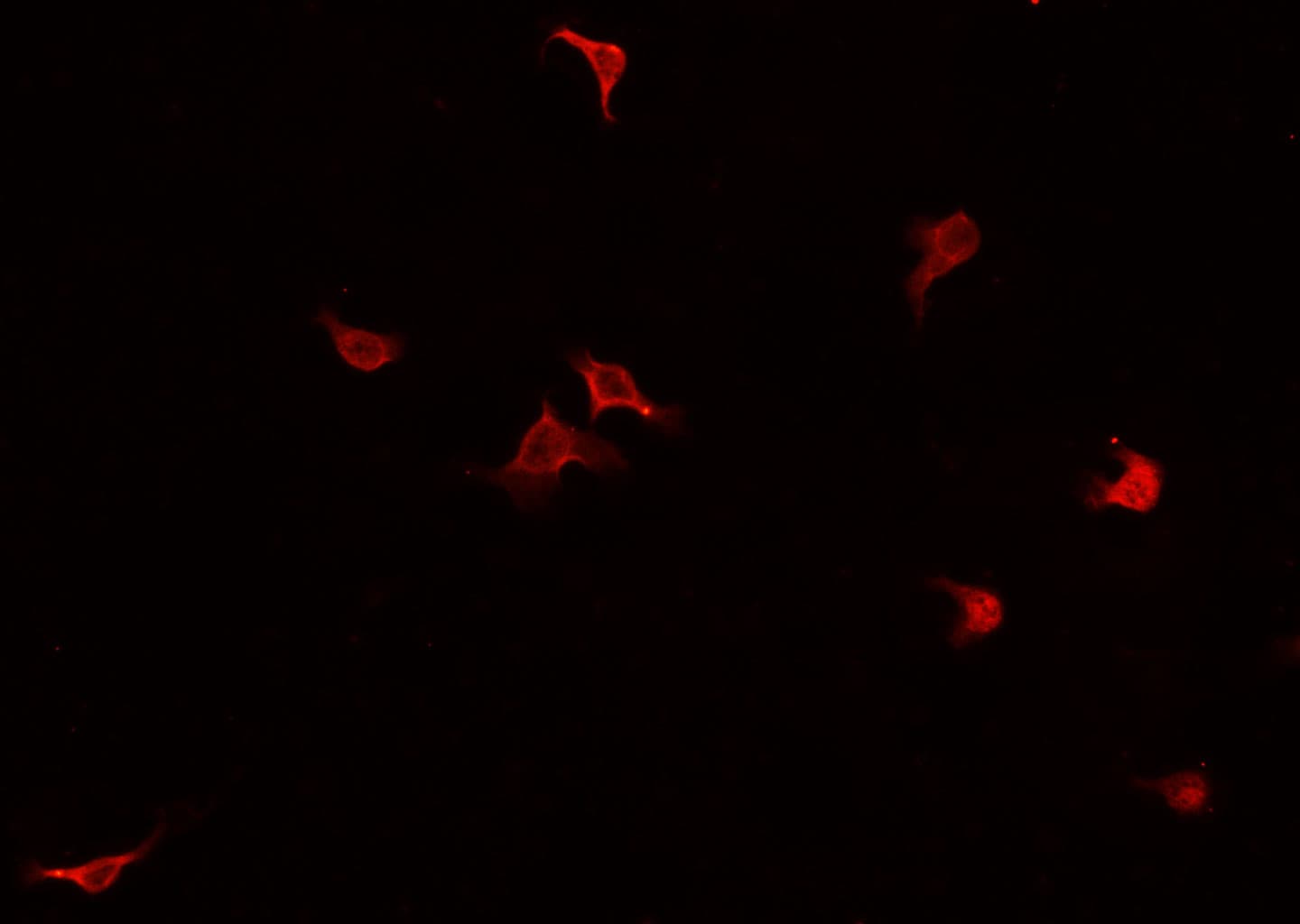 CD144 / CDH5 / VE Cadherin Antibody