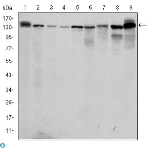 PKN2 Antibody